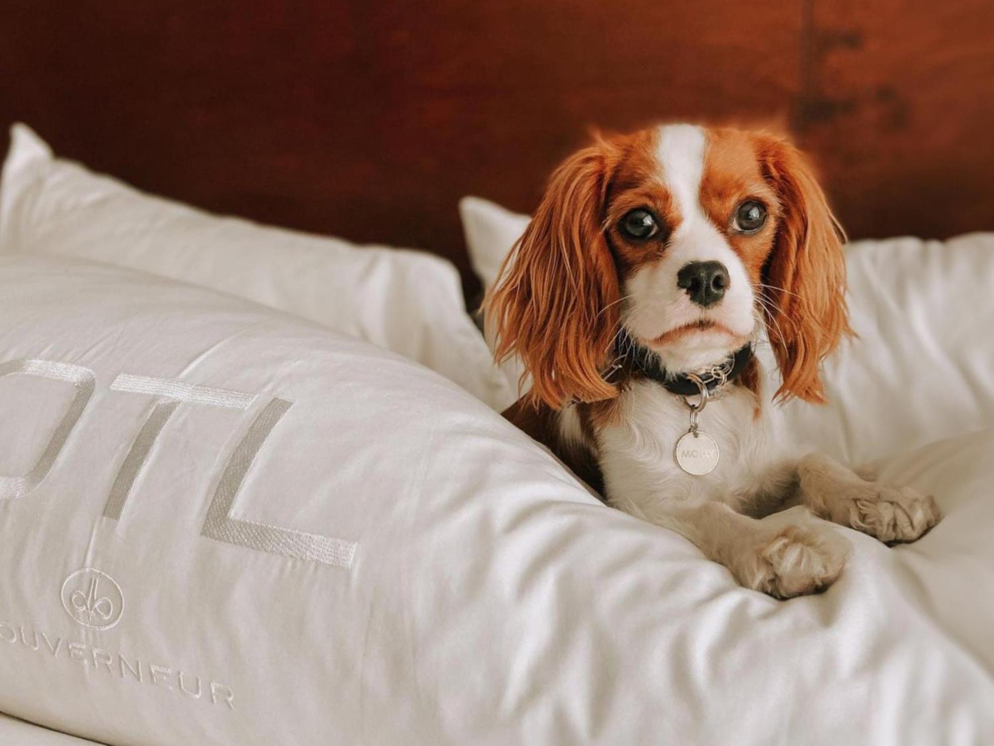 Otl Gouverneur Sherbrooke Bagian luar foto A dog on a bed